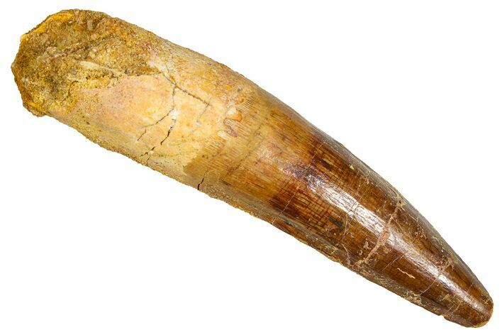 Fossil Spinosaurus Tooth - Real Dinosaur Tooth #380982